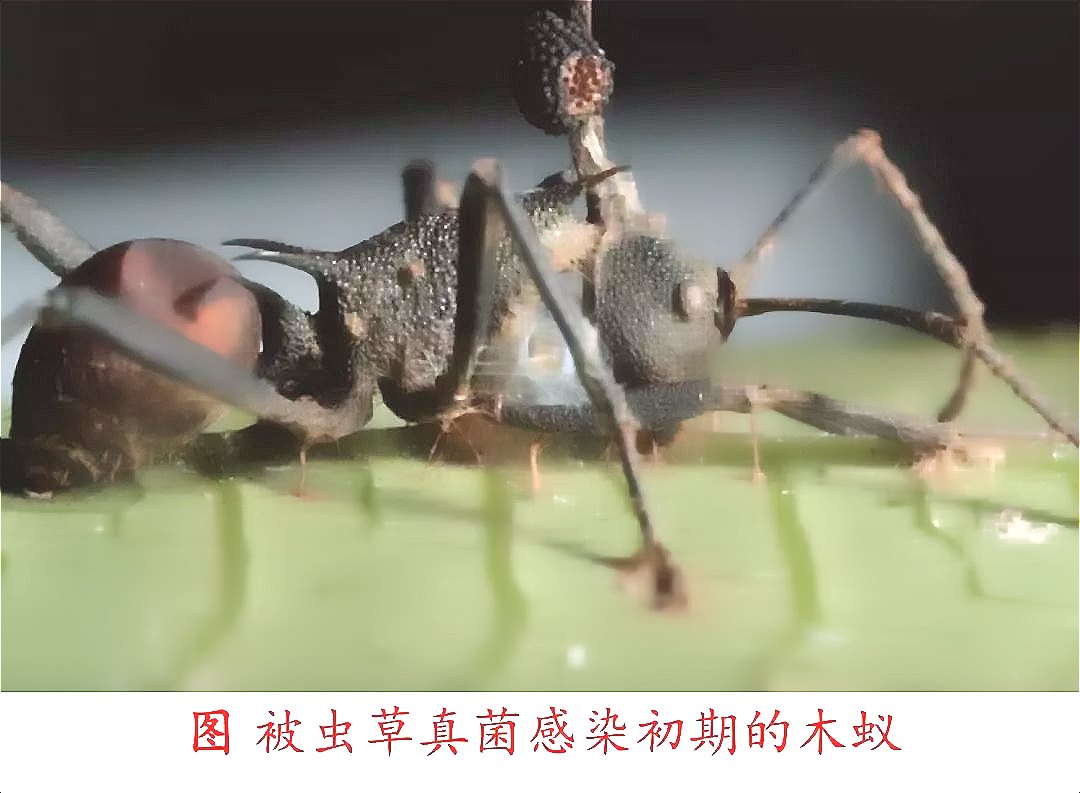 螞蟻 (7).jpeg